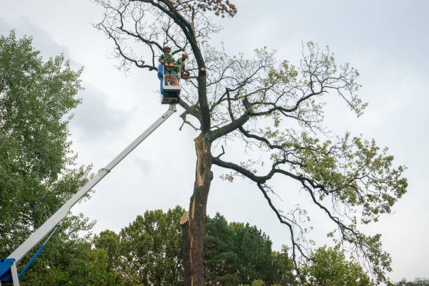 Best Tree Branch Trimming  in Carbondale, IL